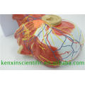 Modelo direto do cérebro da cor da venda da fábrica para o uso médico